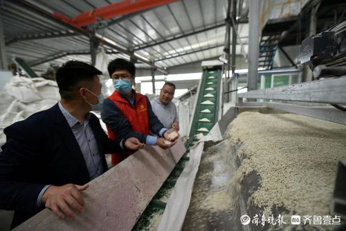 豆渣巧變貓砂，茌平創新寵物服務揚帆出海