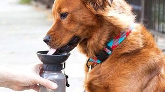 錢途無限 這14款寵物用品今年圣誕季注定熱銷