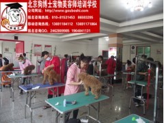 寵物美容培訓與電子商務技術服務 現代寵物行業的雙輪驅動